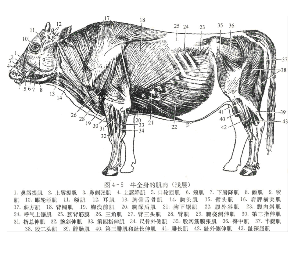 体结构--牛体的主要肌肉组织           肌肉是牛运动器官的组成部分