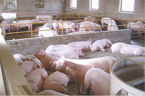 湖北省标准化养猪