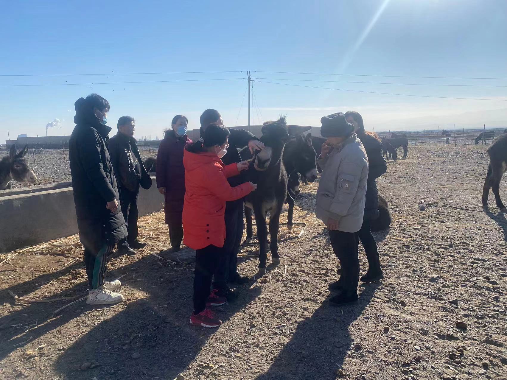 新疆畜牧兽医学会马属动物专家团队开展吐鲁番驴屠宰性能测定工作-新疆维吾尔自治区科学技术协会